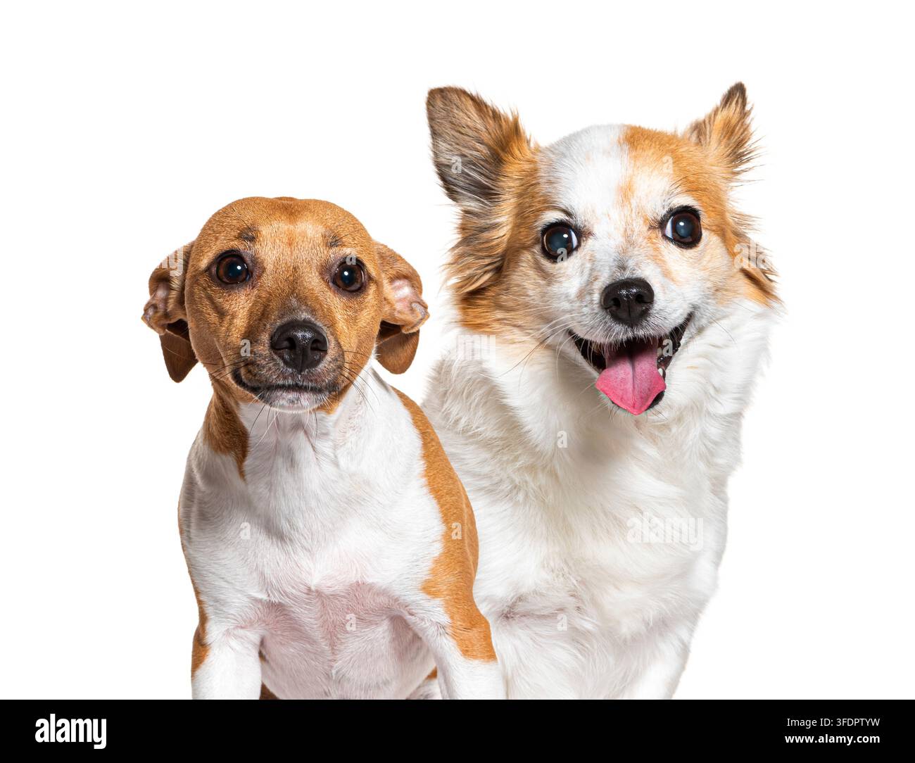 Due cani carini con espressioni diverse che posano su uno sfondo bianco Foto Stock