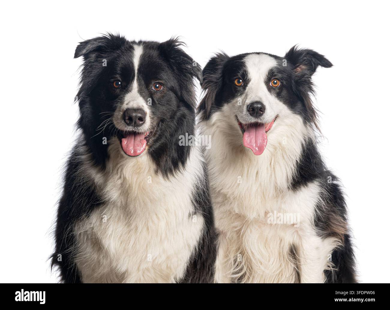 Due border collie nere e bianche sedute insieme su uno sfondo bianco, che condividono un legame Foto Stock
