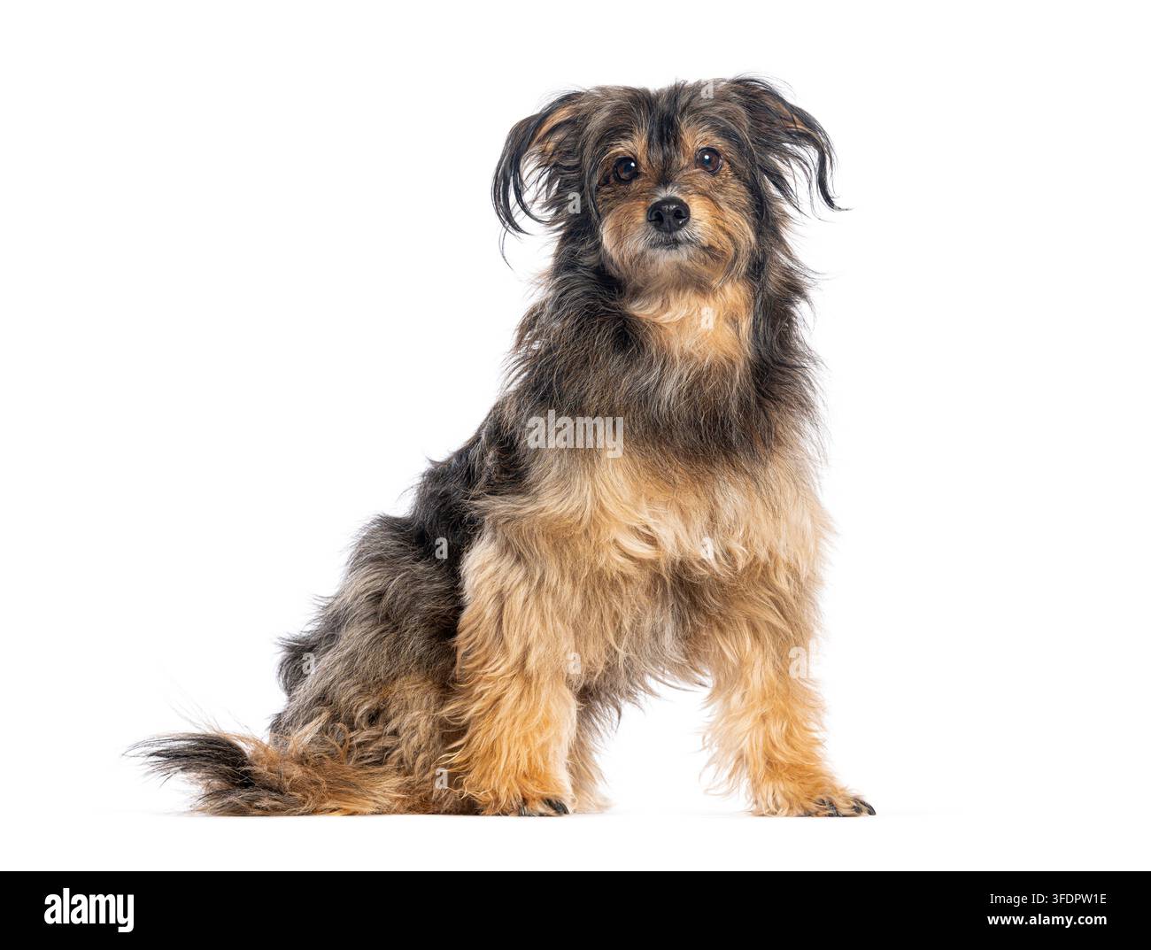 Cane di razza mista a pelo duro seduto, che guarda la fotocamera con pelo marrone su bianco Foto Stock