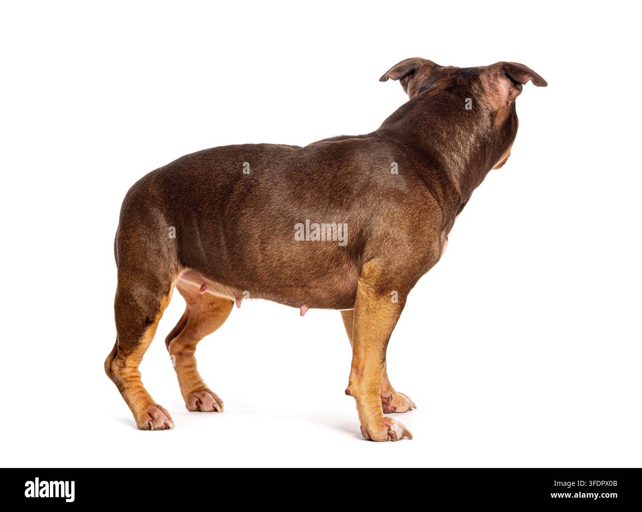 American bully dog in piedi con mammelle visibili su sfondo bianco Foto Stock