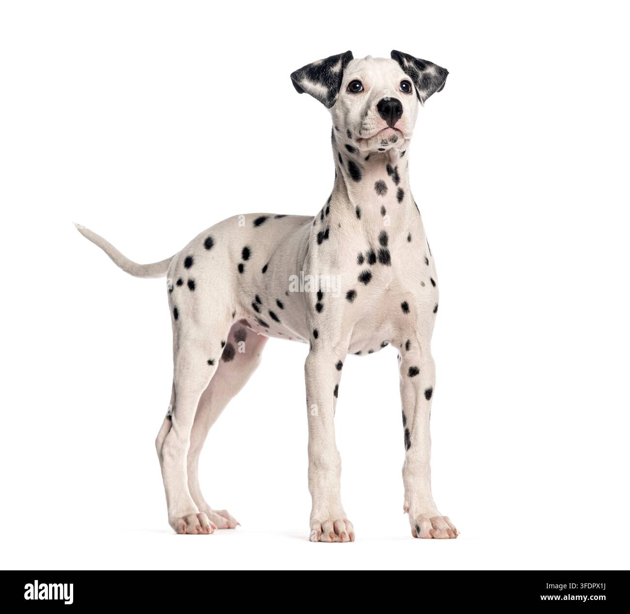 Giovane cucciolo di dalmata in piedi su sfondo bianco, sguardo curioso e attento Foto Stock