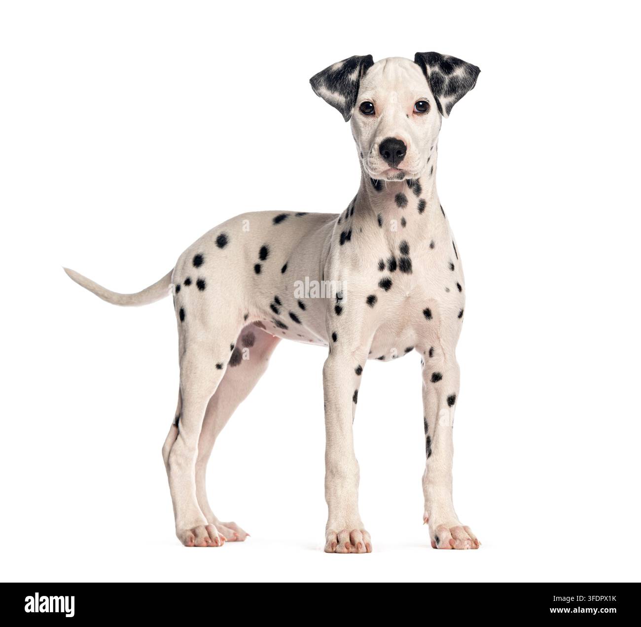 Giovane cucciolo di dalmata in piedi su uno sfondo bianco solido che guarda in avanti Foto Stock