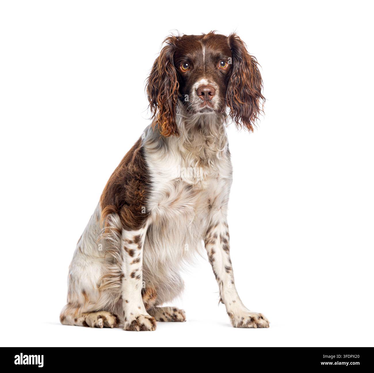 Cane English springer spaniel seduto, rivolto verso il davanti, con sfondo bianco Foto Stock