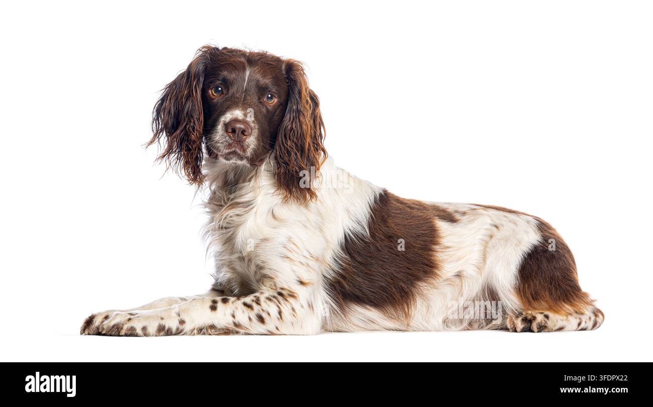 Cane English springer spaniel sdraiato su uno sfondo bianco, che guarda la telecamera Foto Stock