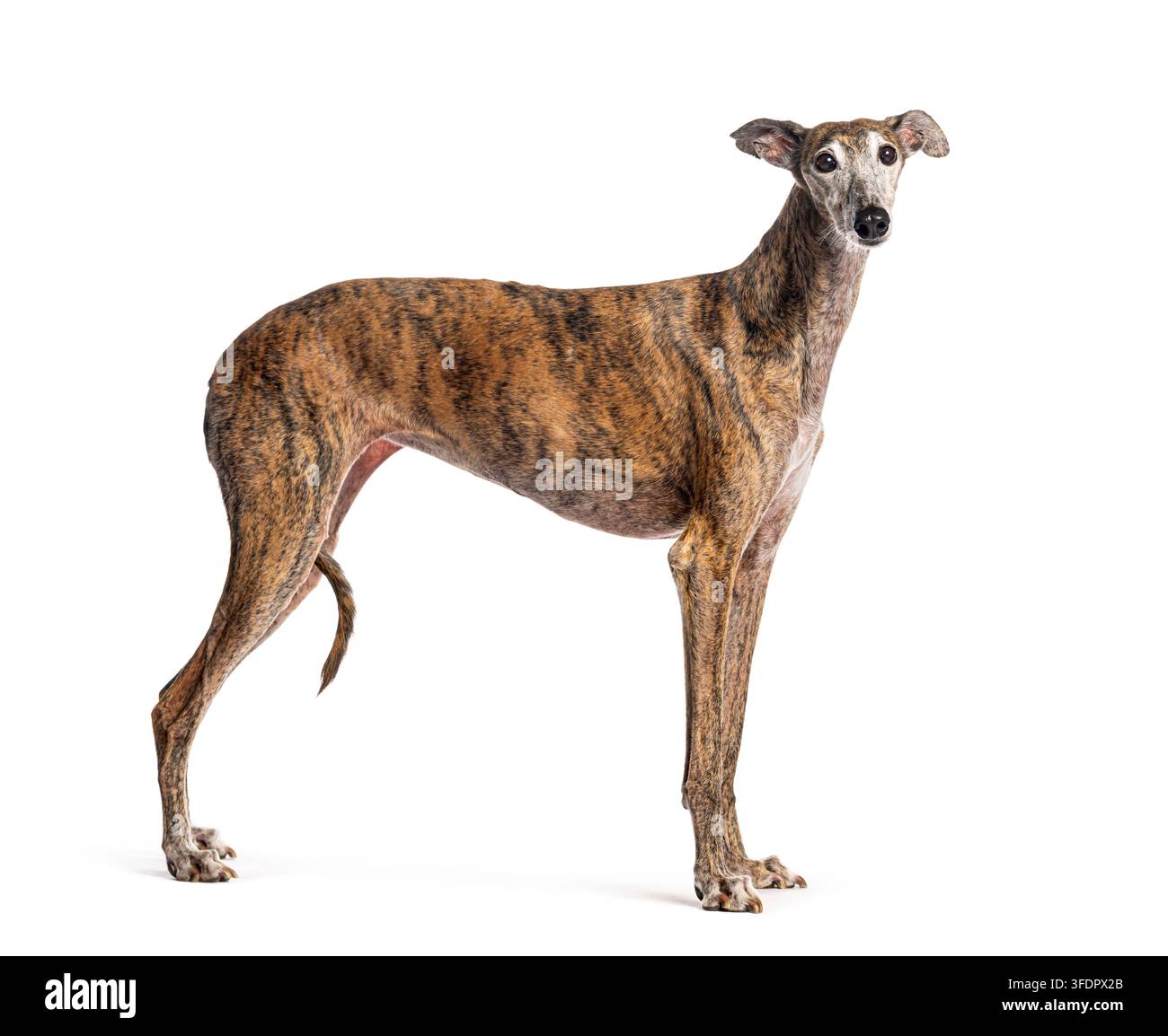 Cane Greyhound tigrato in piedi in studio, che mostra il suo corpo snello e la postura elegante Foto Stock