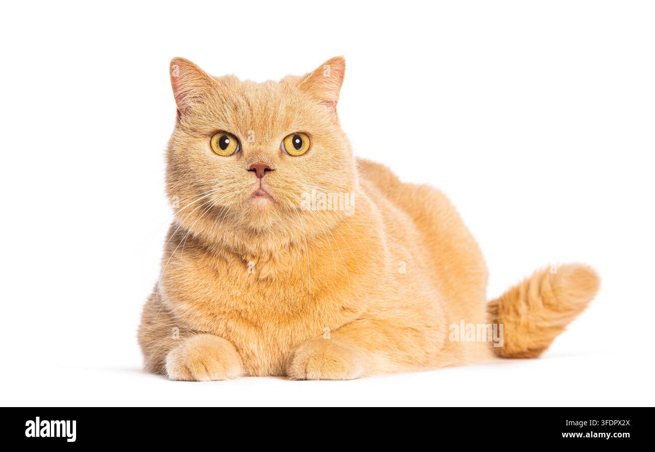 Gatto British Shorthair color zenzero che riposa su uno sfondo bianco puro Foto Stock