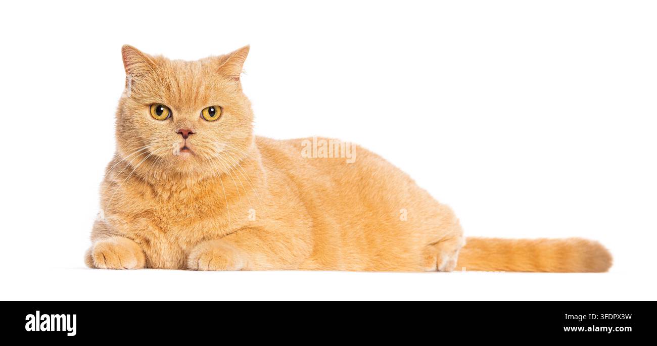 Gatto British Shorthair arancione che riposa su uno sfondo bianco, rivolto in avanti Foto Stock
