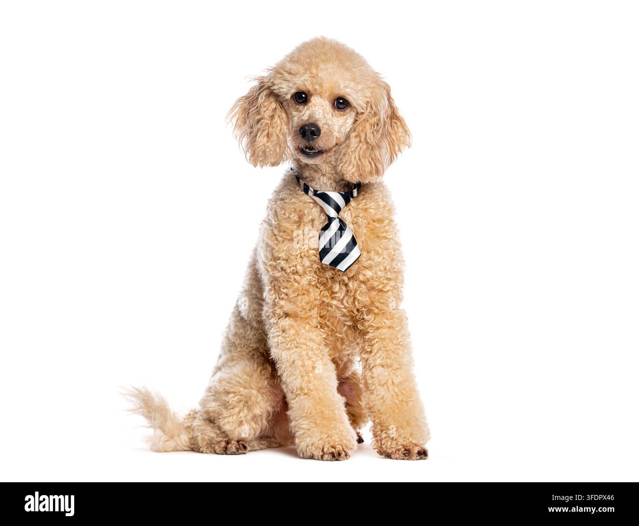Pudle che posa con una cravatta a righe, rappresentando animali domestici professionali, business e moda Foto Stock