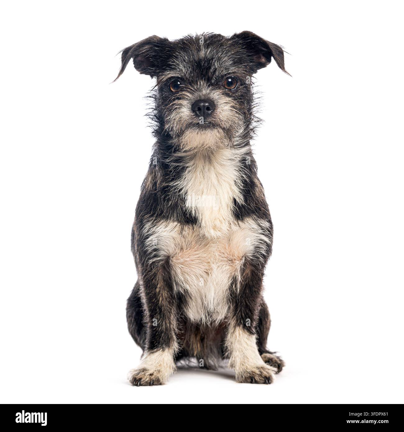 Cane meticcio arruffato con pelo nero e bianco seduto attentamente Foto Stock