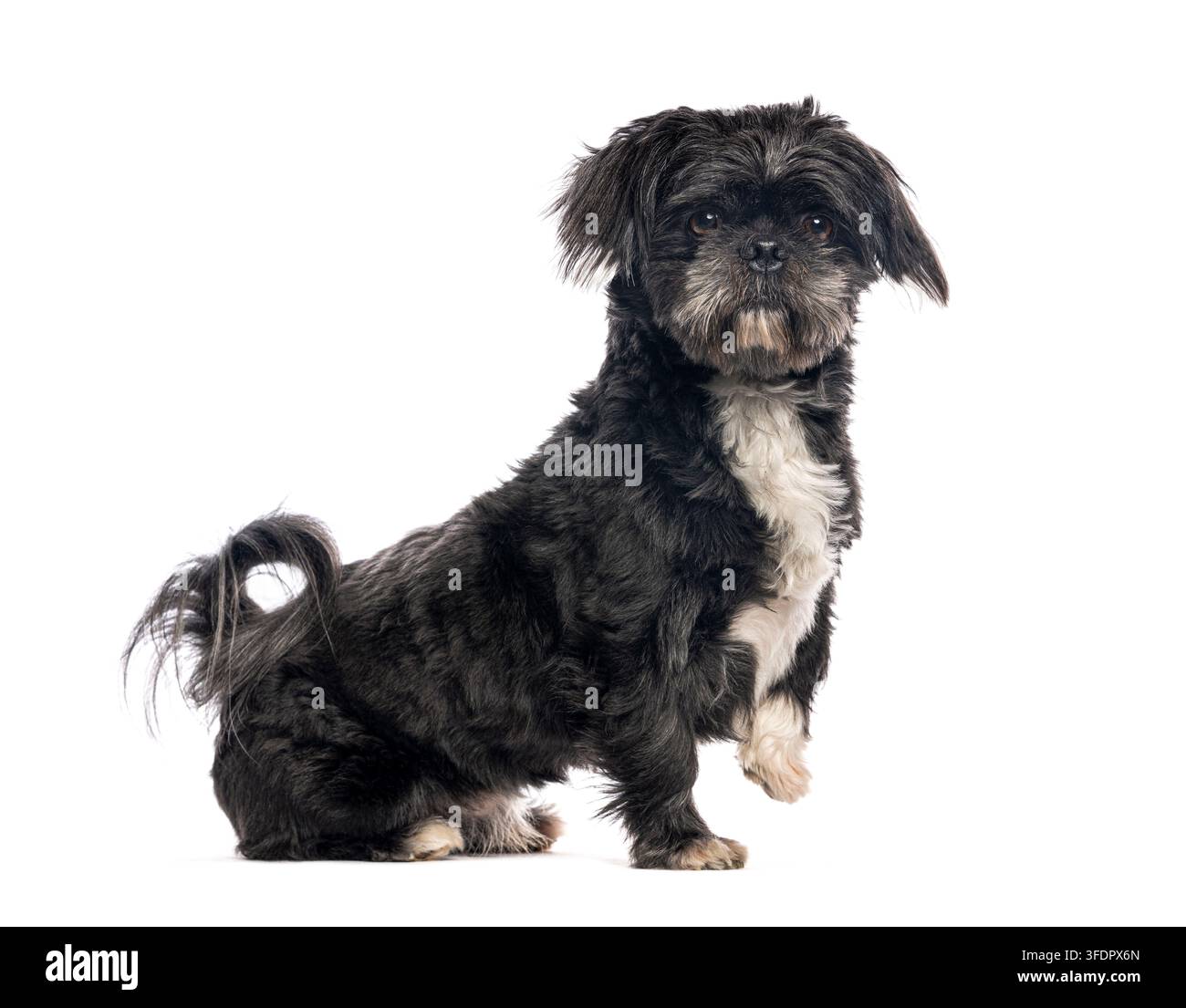 Piccolo cane Shih Tzu bianco e nero seduto su sfondo bianco, solleva una zampa Foto Stock