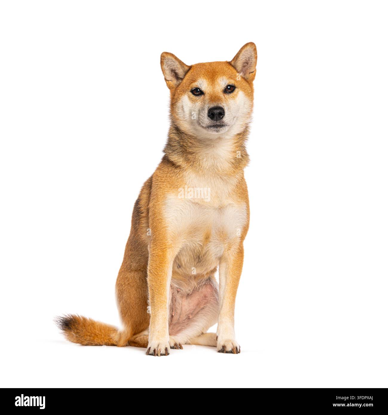 Cane Shiba inu seduto su sfondo bianco che guarda direttamente la fotocamera Foto Stock