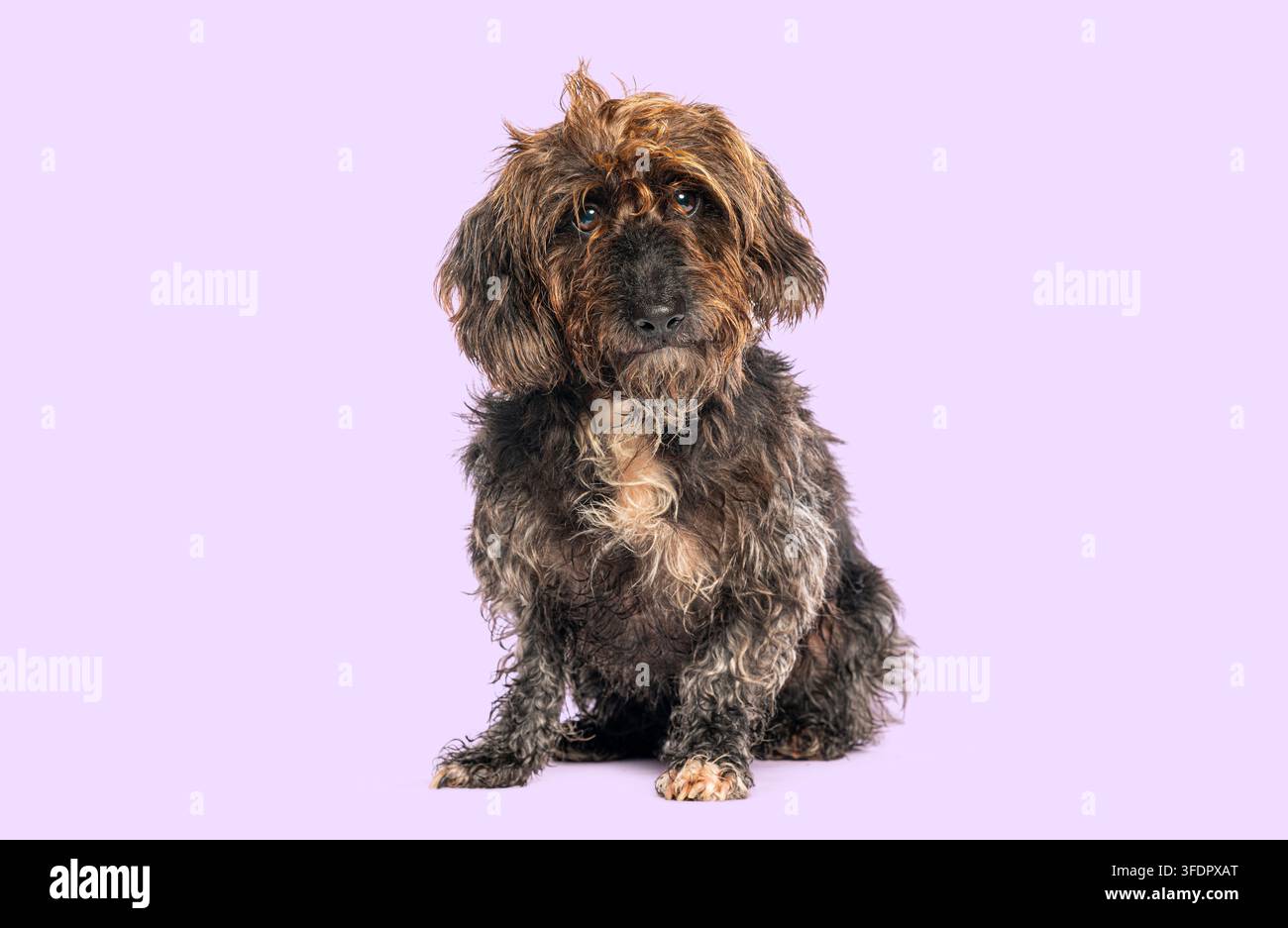 Cane meticcio dal pelo ruvido seduto su uno sfondo viola chiaro Foto Stock