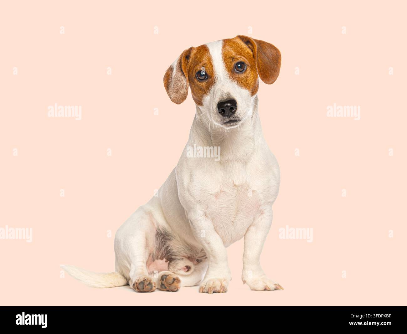 Cucciolo di Jack Russell Terrier seduto su sfondo rosa che guarda la fotocamera Foto Stock