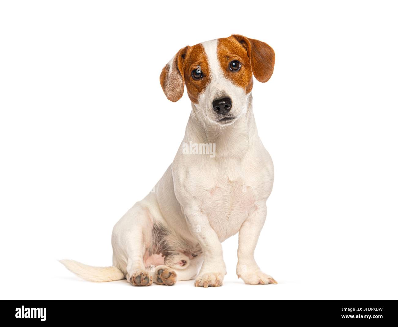 Cane Jack Russell Terrier seduto su sfondo bianco con espressione attenta Foto Stock