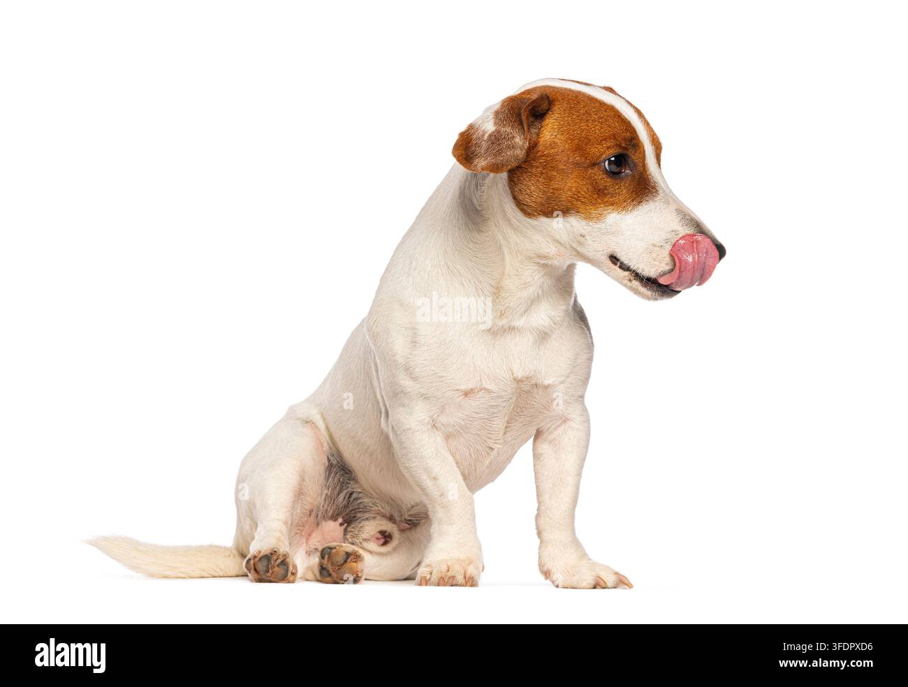 Cane Jack Russell Terrier seduto, si lecca il naso, su uno sfondo bianco da studio Foto Stock
