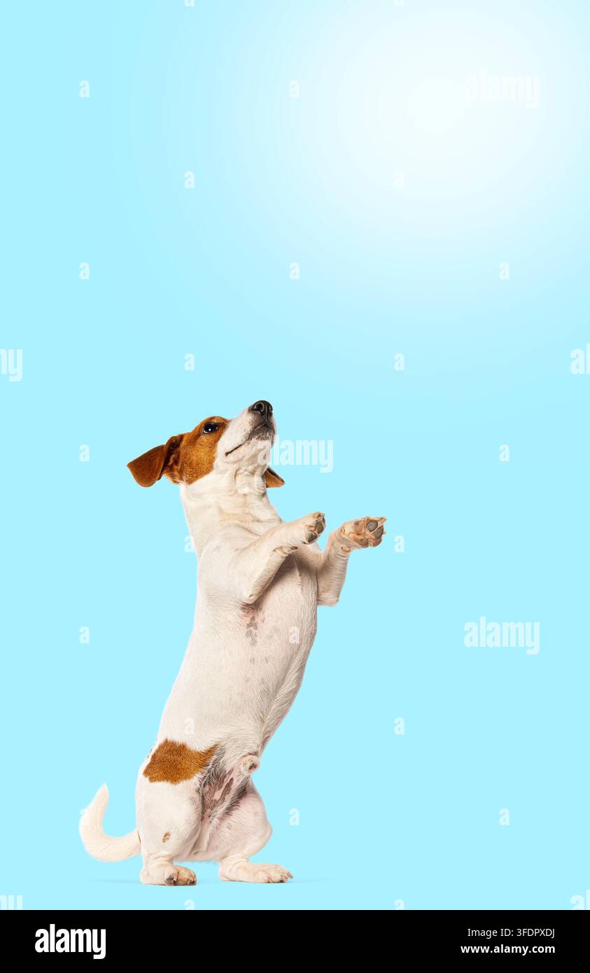 Cane Jack Russell in piedi sulle zampe posteriori, guarda in alto con le zampe sollevate, in attesa Foto Stock