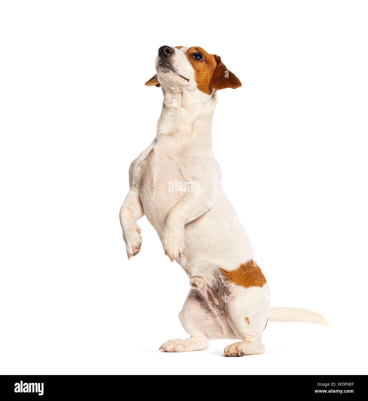 Cucciolo di Jack Russell Terrier in equilibrio sulle zampe posteriori, che guarda in alto, isolato su sfondo bianco Foto Stock