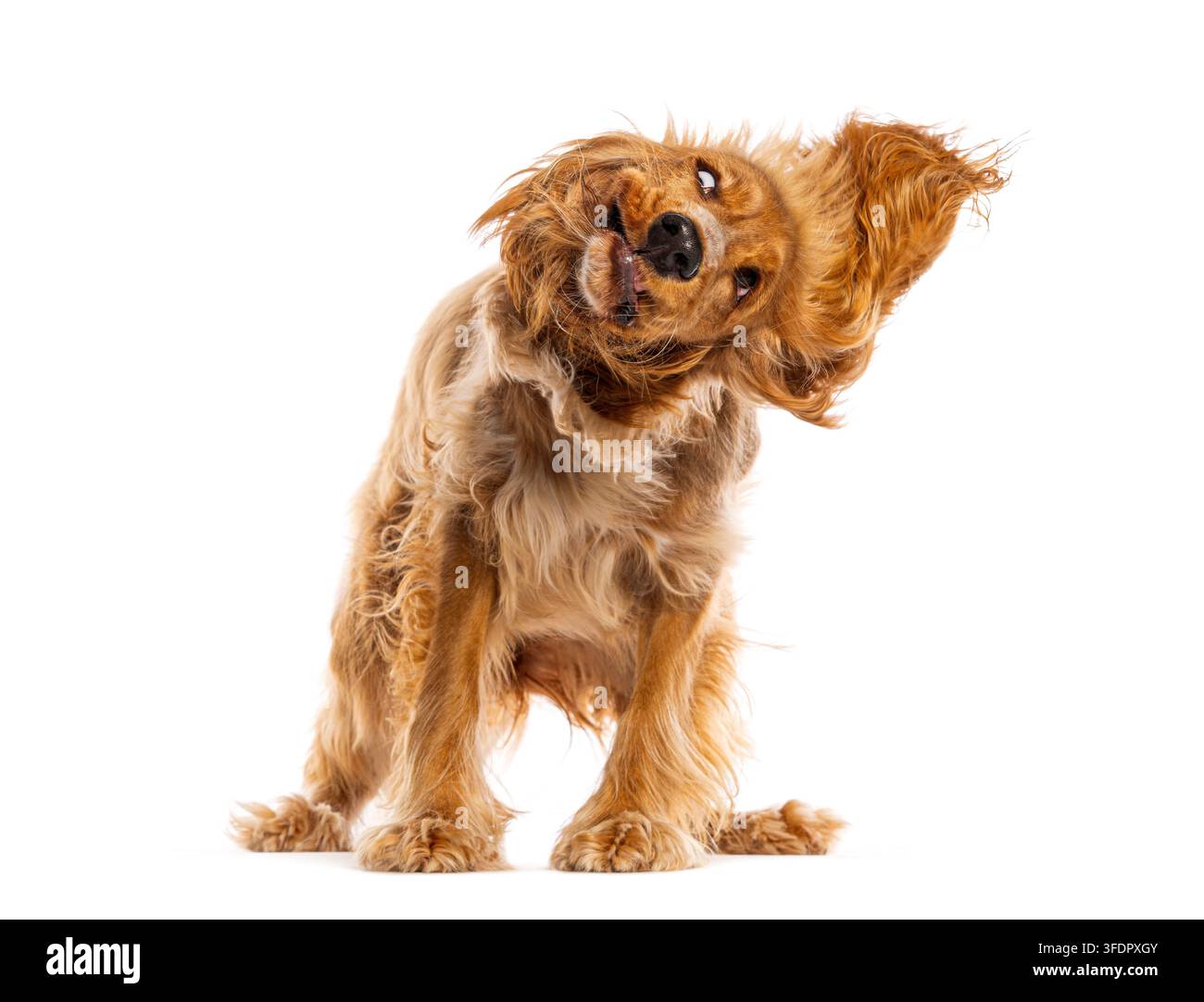 Cane English cocker spaniel che scuote la testa con movimento dinamico ed espressione divertente Foto Stock
