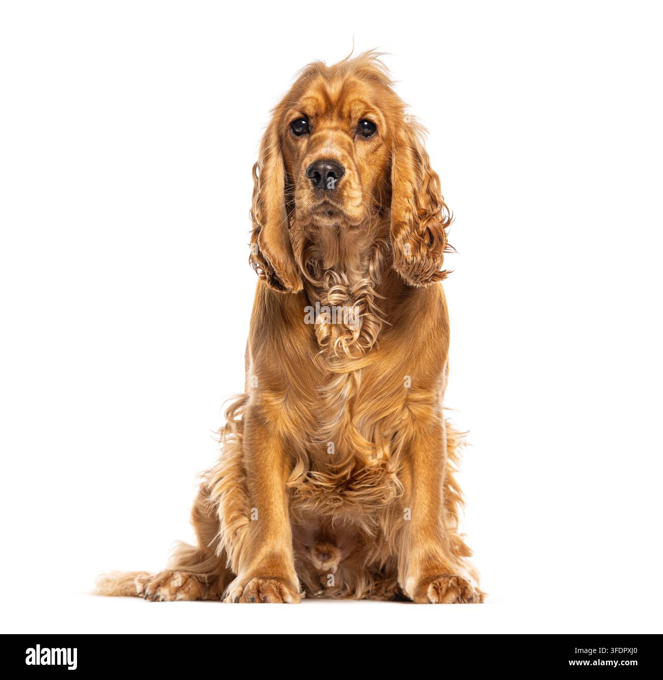 Cucciolo di cocker spaniel inglese seduto, che guarda la telecamera su uno sfondo bianco e limpido Foto Stock