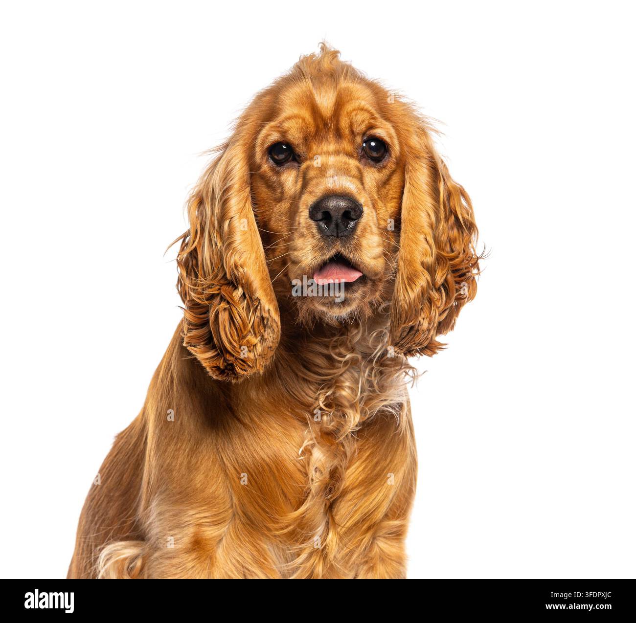 Ritratto di cucciolo di cocker spaniel inglese marrone su sfondo bianco Foto Stock