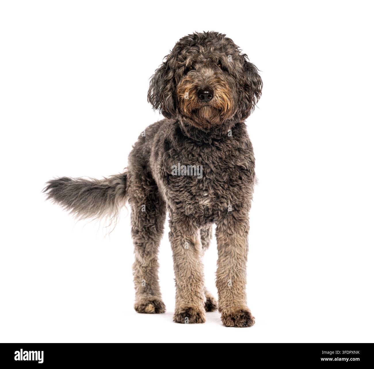 Aussiedoodle, un incrocio tra Australian Shepherd e Caniche con pelo riccio grigio scuro e marrone in piedi su uno sfondo bianco Foto Stock