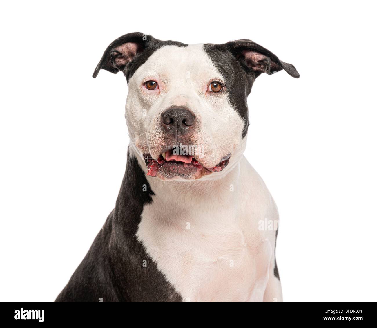 Cane Pitbull in posa su uno sfondo bianco, con il muso leggermente aperto Foto Stock