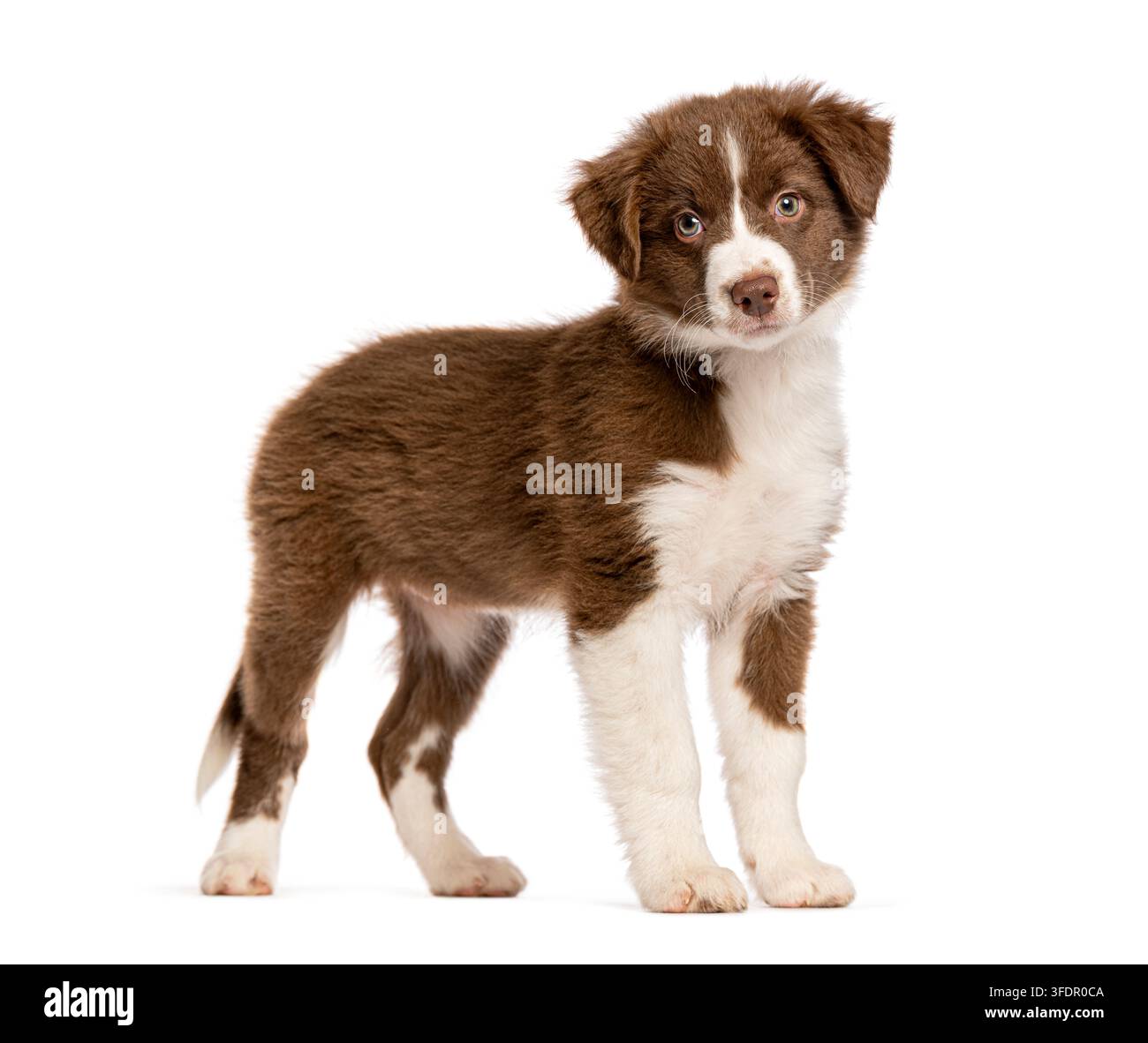 Cucciolo di border collie purosangue marrone e bianco in piedi su uno sfondo bianco Foto Stock