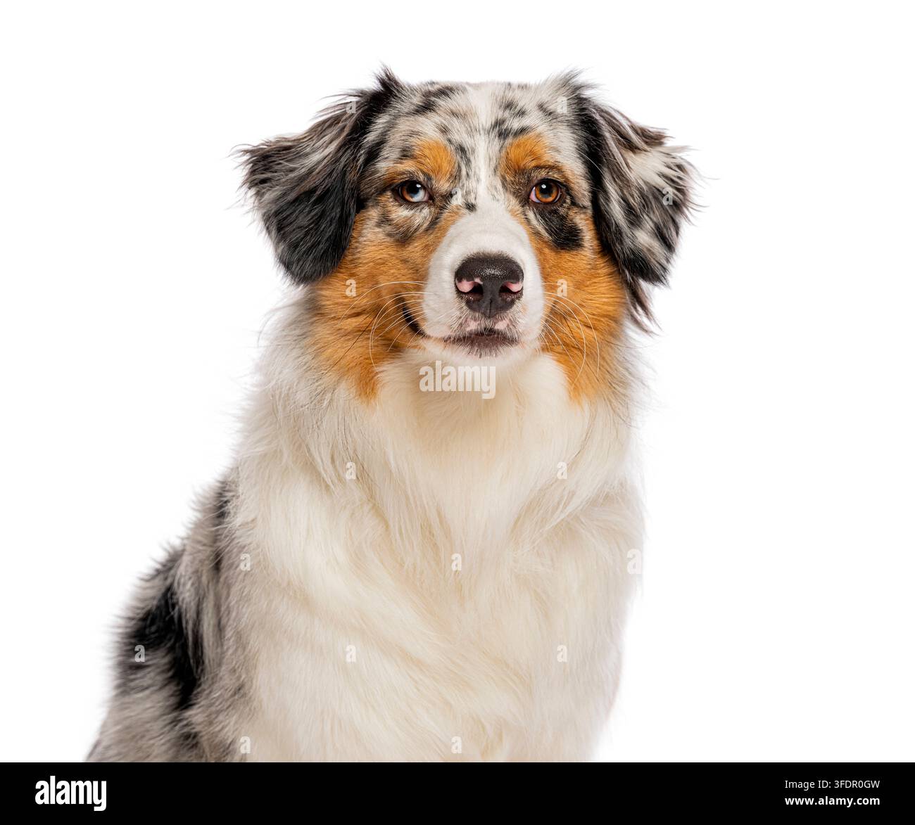 Cane pastore australiano con mantello merle blu ed eterochromia che guarda l'obiettivo Foto Stock