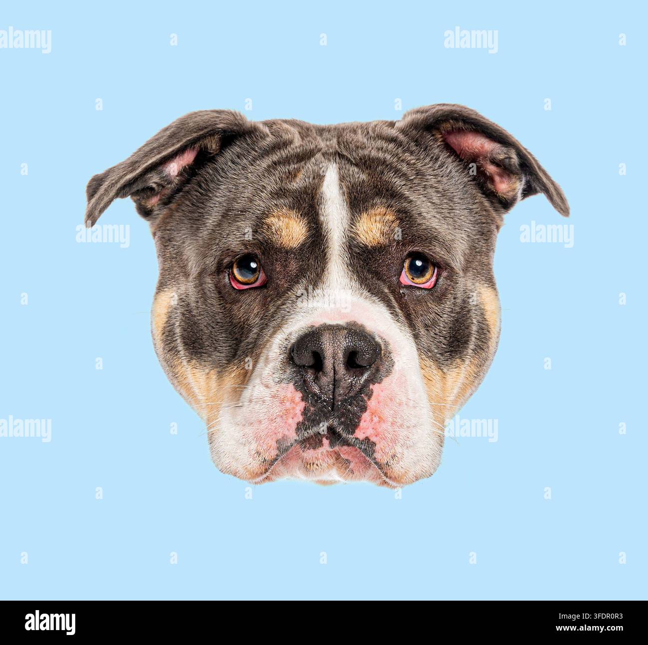 Primo piano della testa di un cane American bully, rivolta in avanti su uno sfondo blu chiaro Foto Stock