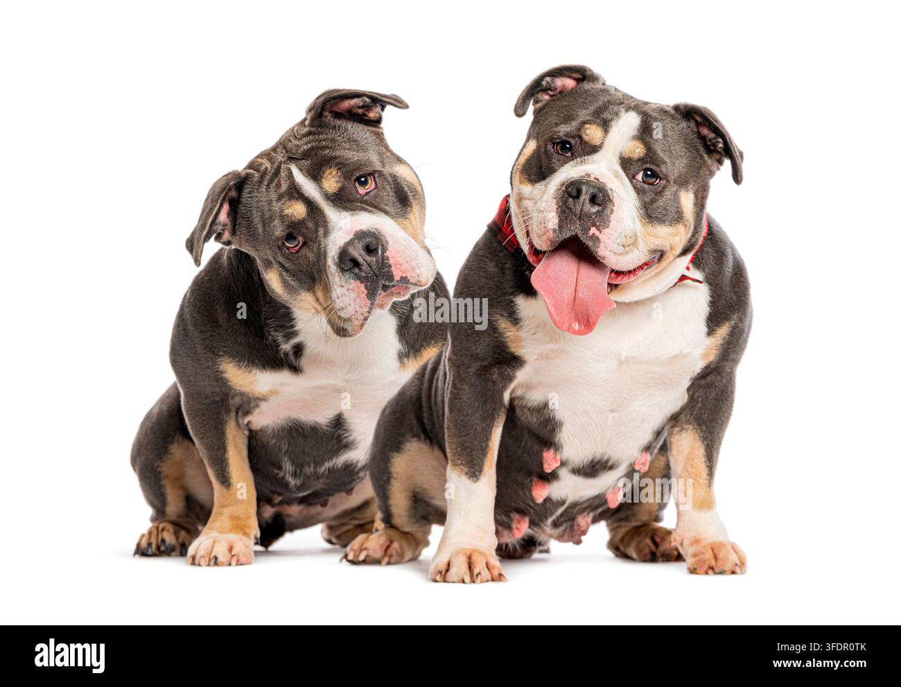 Due cani American Bully seduti, che guardano con curiosità e amicizia su sfondo bianco Foto Stock