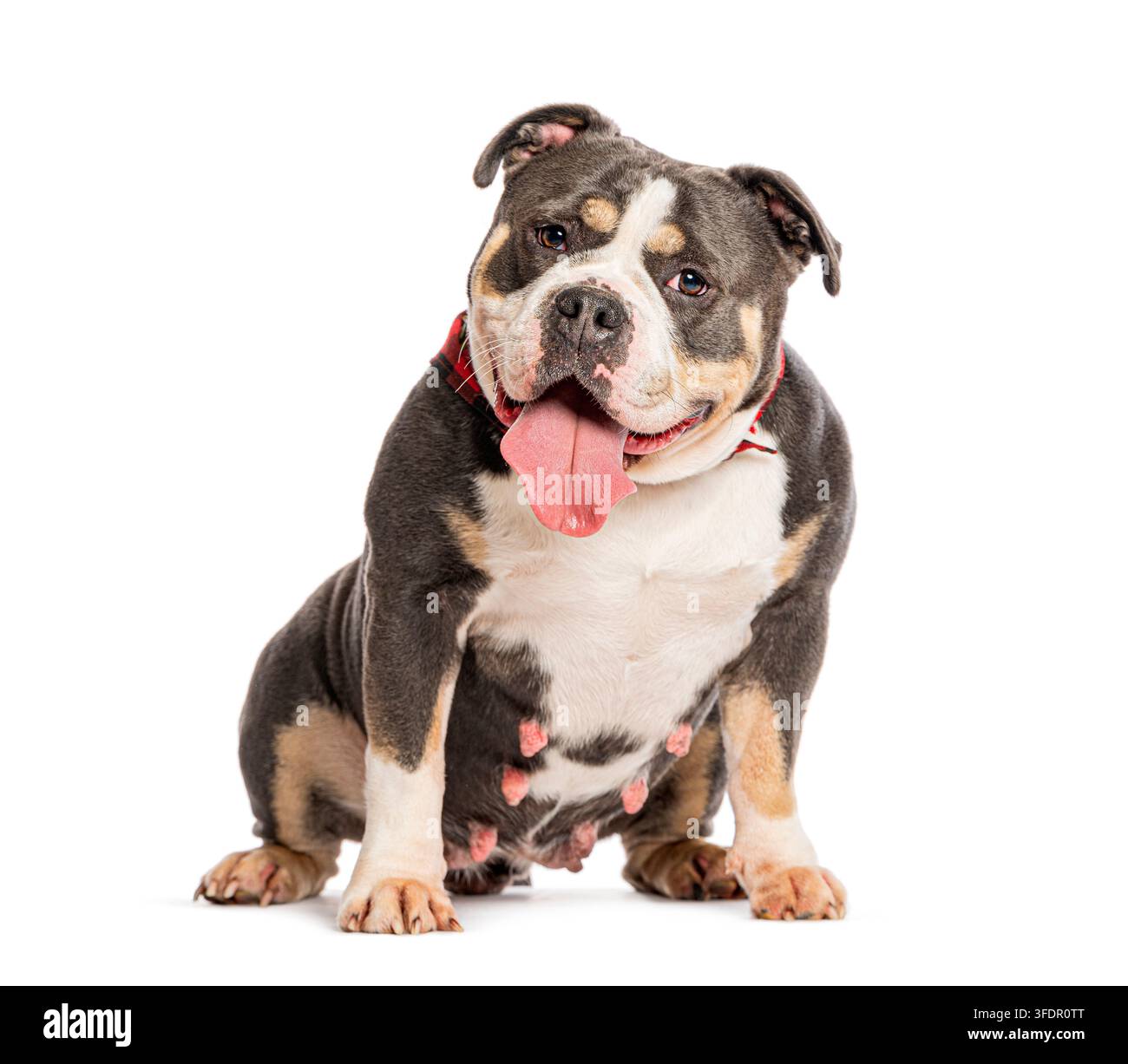 American bully dog, blu tricolore, ansimante e seduto su sfondo bianco Foto Stock