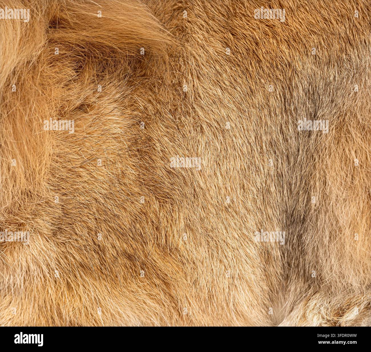 Pelliccia di coniglio che mostra una texture dettagliata con peli marroni e dorati Foto Stock