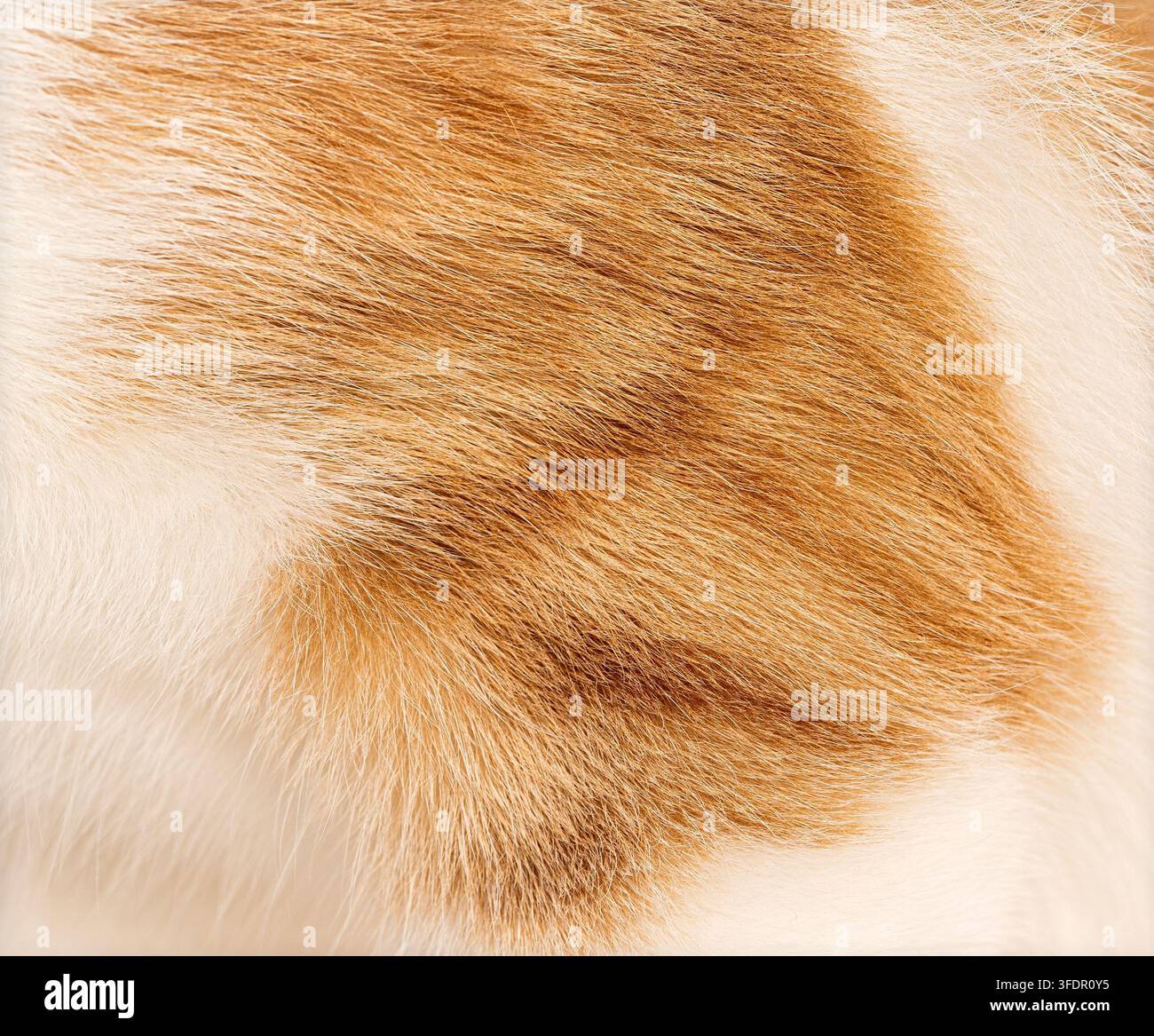 Il pelo di gatto crea una texture di sfondo naturale con macchie color zenzero e bianche Foto Stock