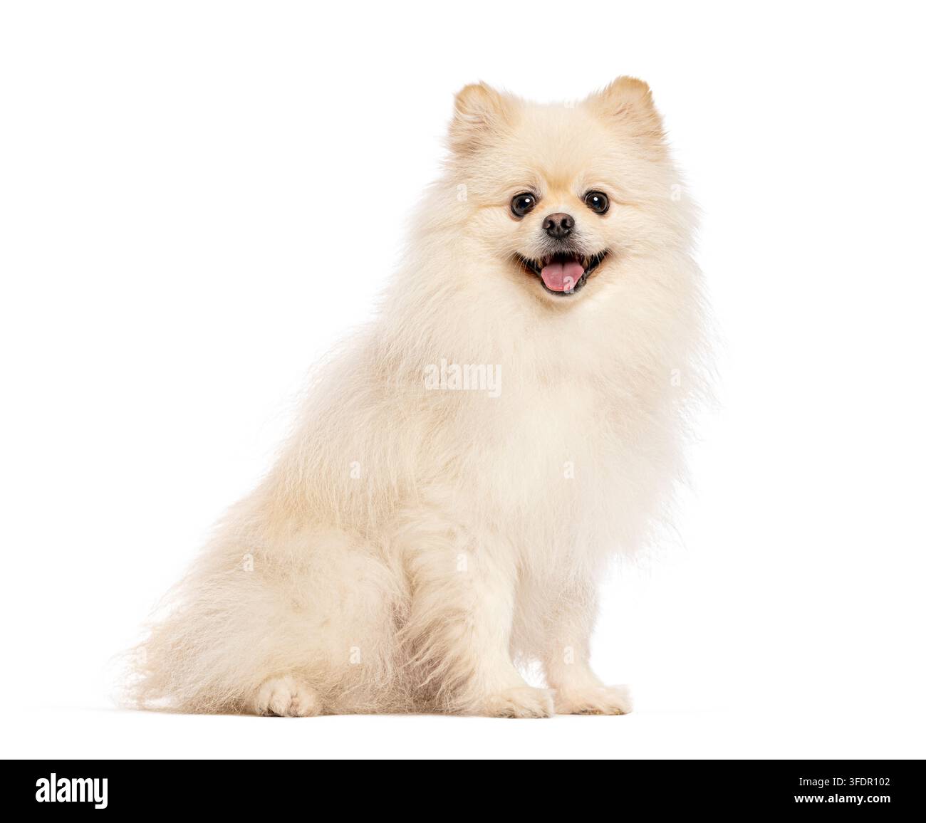 Simpatico cane Pomeraniano bianco seduto, che guarda l'obiettivo e ansima, isolato Foto Stock