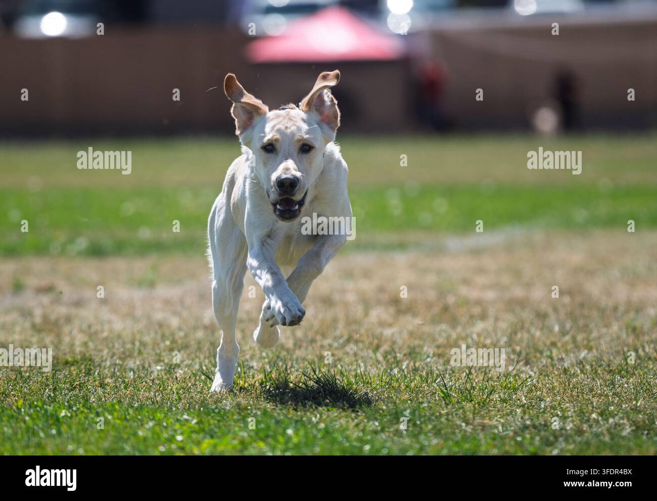 Labrador retriever giallo che corre nell'erba con le orecchie che sventolano Foto Stock