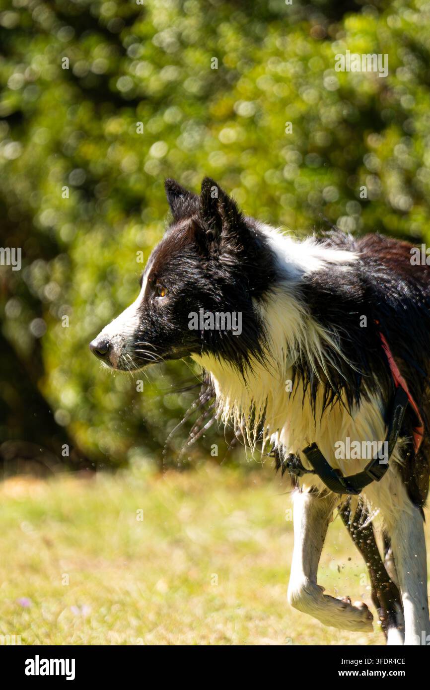 Border Collie bagnato in piedi in una radura soleggiata della foresta, catturato all'aperto con uno sfondo verde naturale e un bellissimo bokeh. Foto Stock