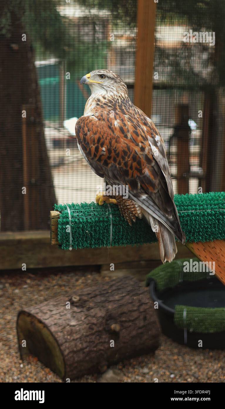 Falco ferrugineo maestoso appollaiato di profilo in un santuario di riabilitazione della fauna Foto Stock