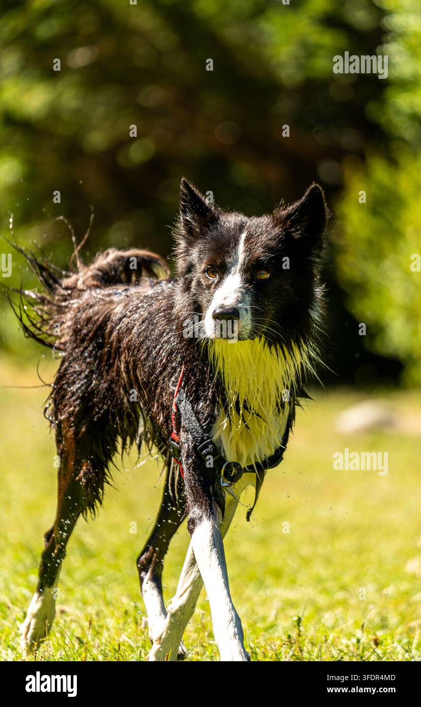 Border Collie bagnato in piedi in una radura soleggiata della foresta, catturato all'aperto con uno sfondo verde naturale e un bellissimo bokeh. Foto Stock