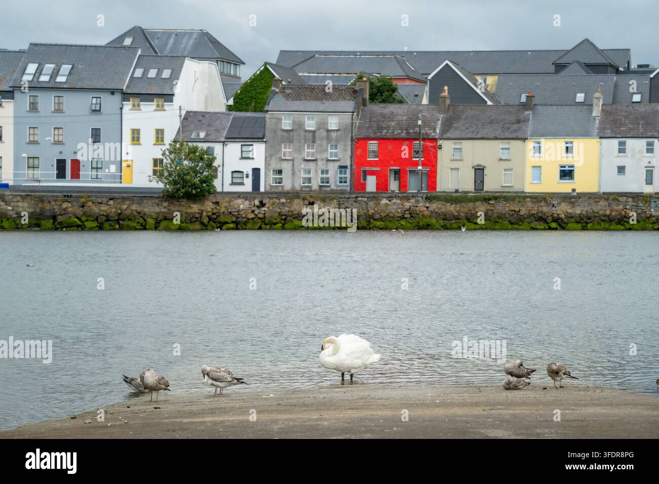 Uccelli acquatici che riposano sotto il colore della città portano un cigno bianco e gabbiani al molo sotto le colorate case di Long Walk a Galway per la fauna urbana, locale Foto Stock