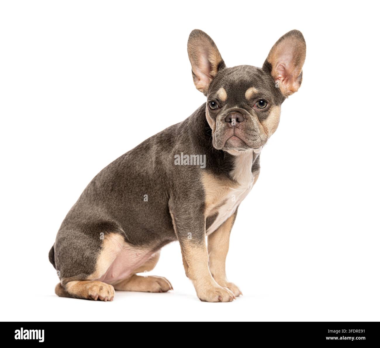 Cucciolo di bulldog francese, quattro mesi, con mantello blu e marrone seduto, rivolto in avanti su sfondo bianco Foto Stock