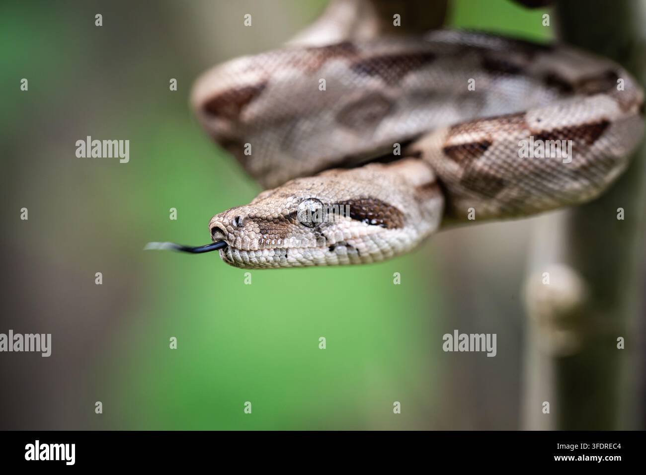 Giovane boa constrictor che si muove attraverso il fogliame verde, catturata in un contesto di fotografia naturalistica. Foto Stock