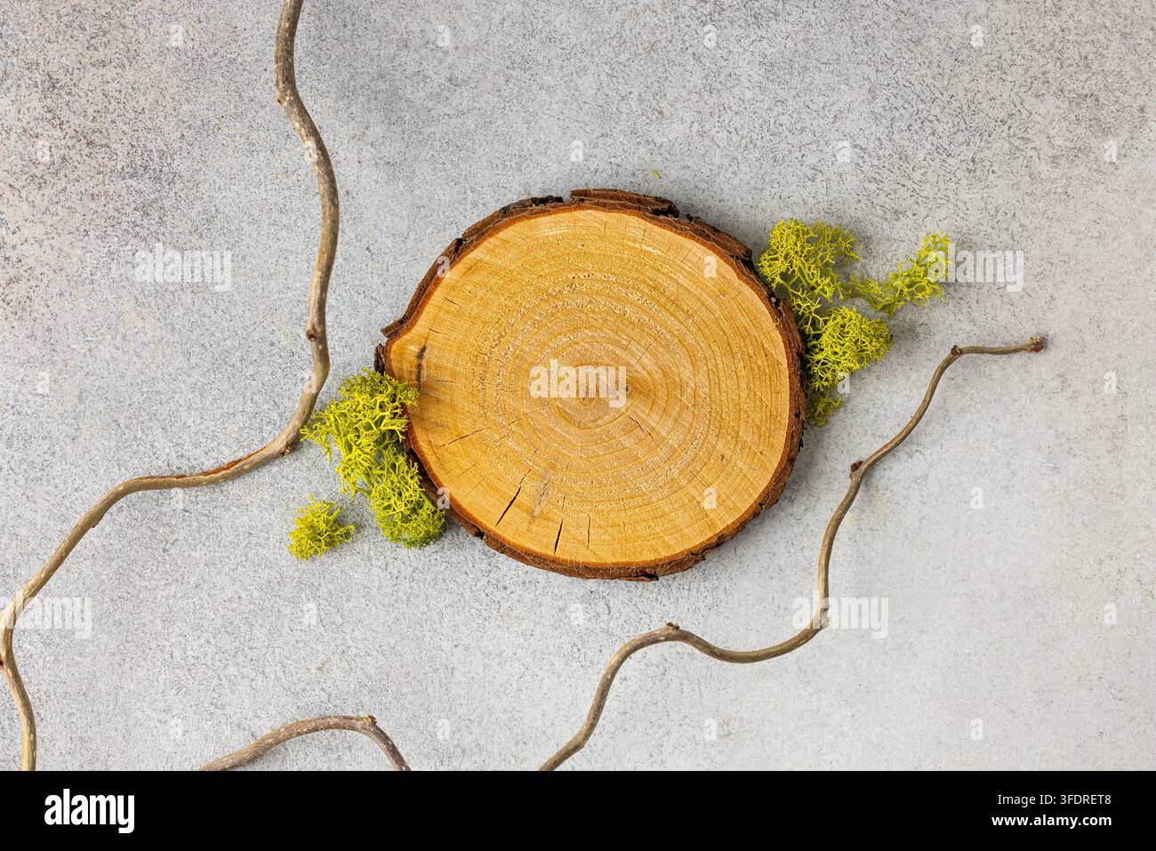 Anello di albero in legno rustico con muschio e rami su sfondo di cemento per design concettuali della natura Foto Stock