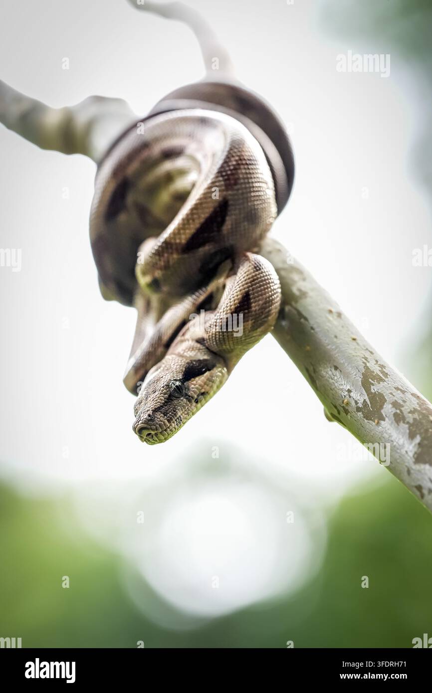 Primo piano di un boa constrictor neonato che striscia tra piante tropicali, evidenziando il suo mimetismo naturale e le texture rettiliane. Foto Stock