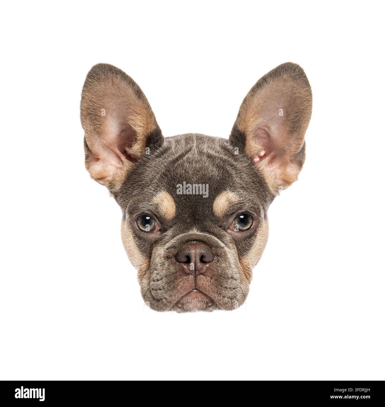 Cucciolo di bulldog francese, quattro mesi, testa isolata su sfondo bianco Foto Stock