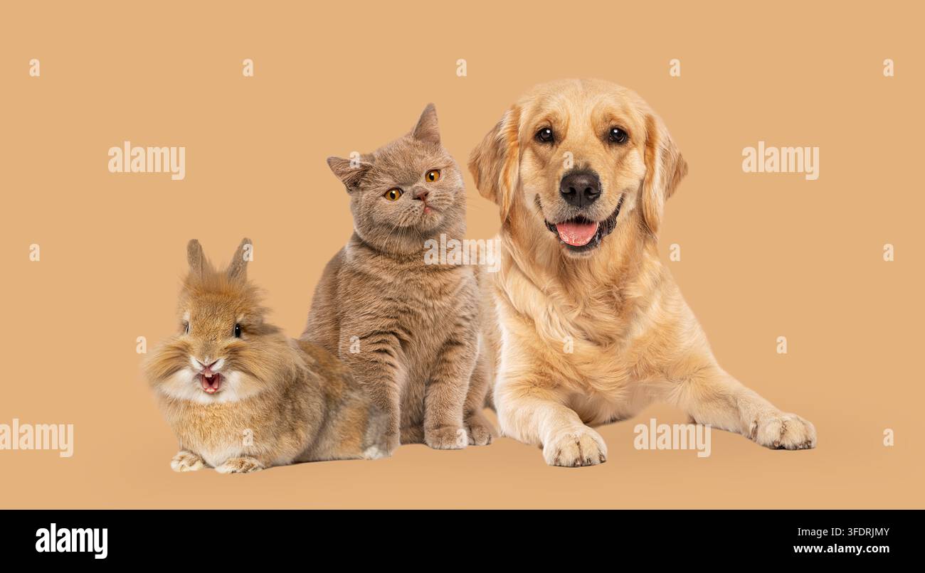 Gruppo di animali domestici, cane, gatto e coniglio, sdraiati fianco a fianco Foto Stock