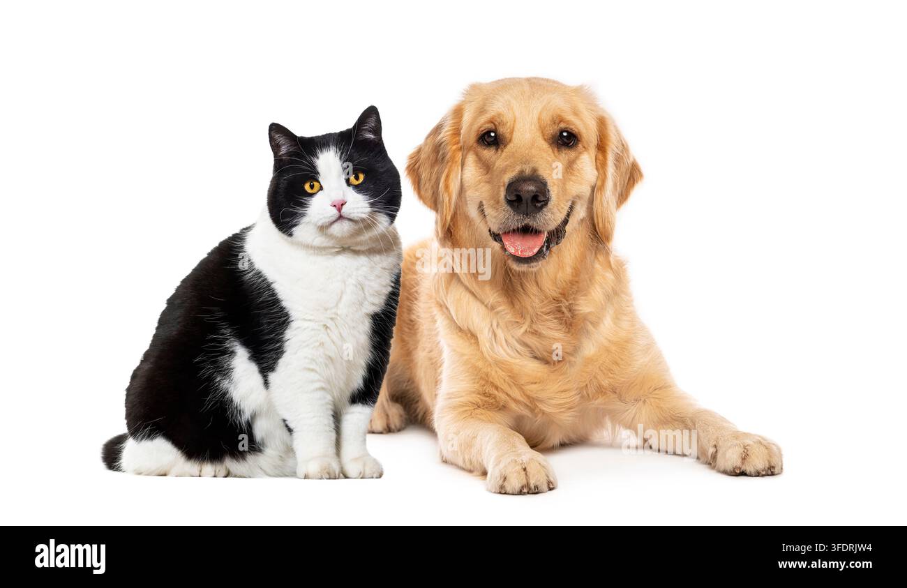 Animali domestici amichevoli seduti fianco a fianco, che mostrano compagnia e cura degli animali domestici Foto Stock