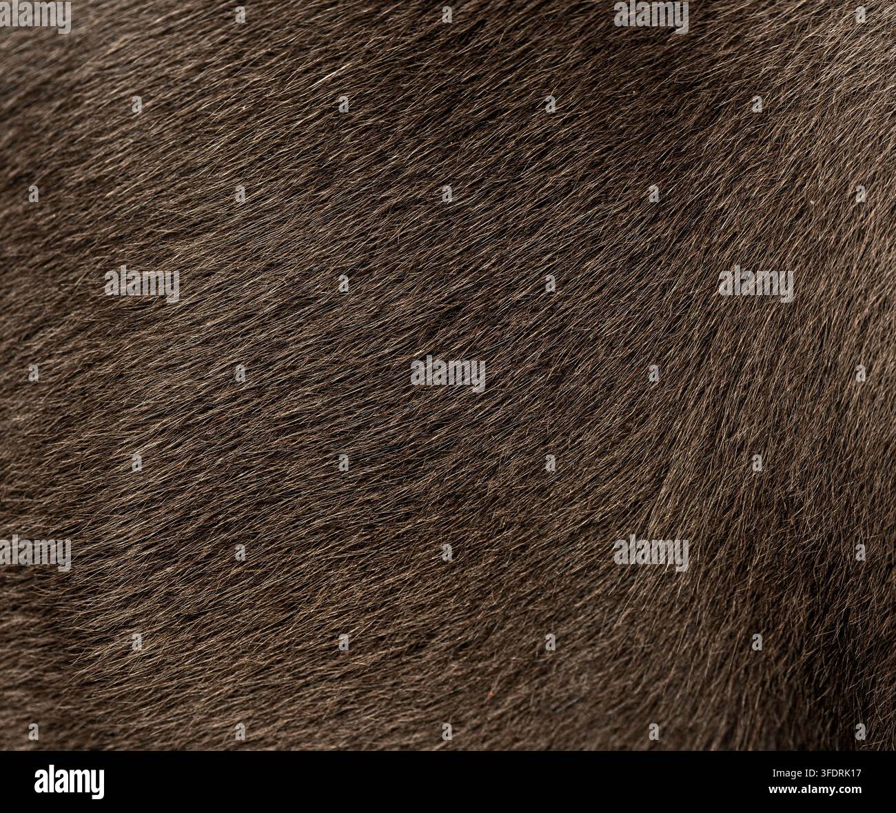 Pelliccia marrone di bulldog francese che crea uno sfondo morbido e naturale con texture Foto Stock
