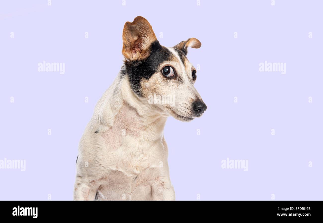 Cane Jack Russell Terrier che mostra emozioni timide su uno sfondo viola semplice Foto Stock