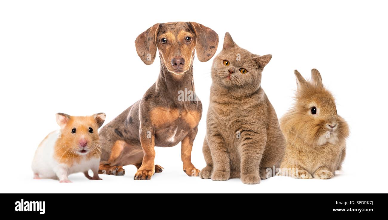 Furetto, teckel, gatto e coniglio in piedi insieme, guardano la fotocamera Foto Stock