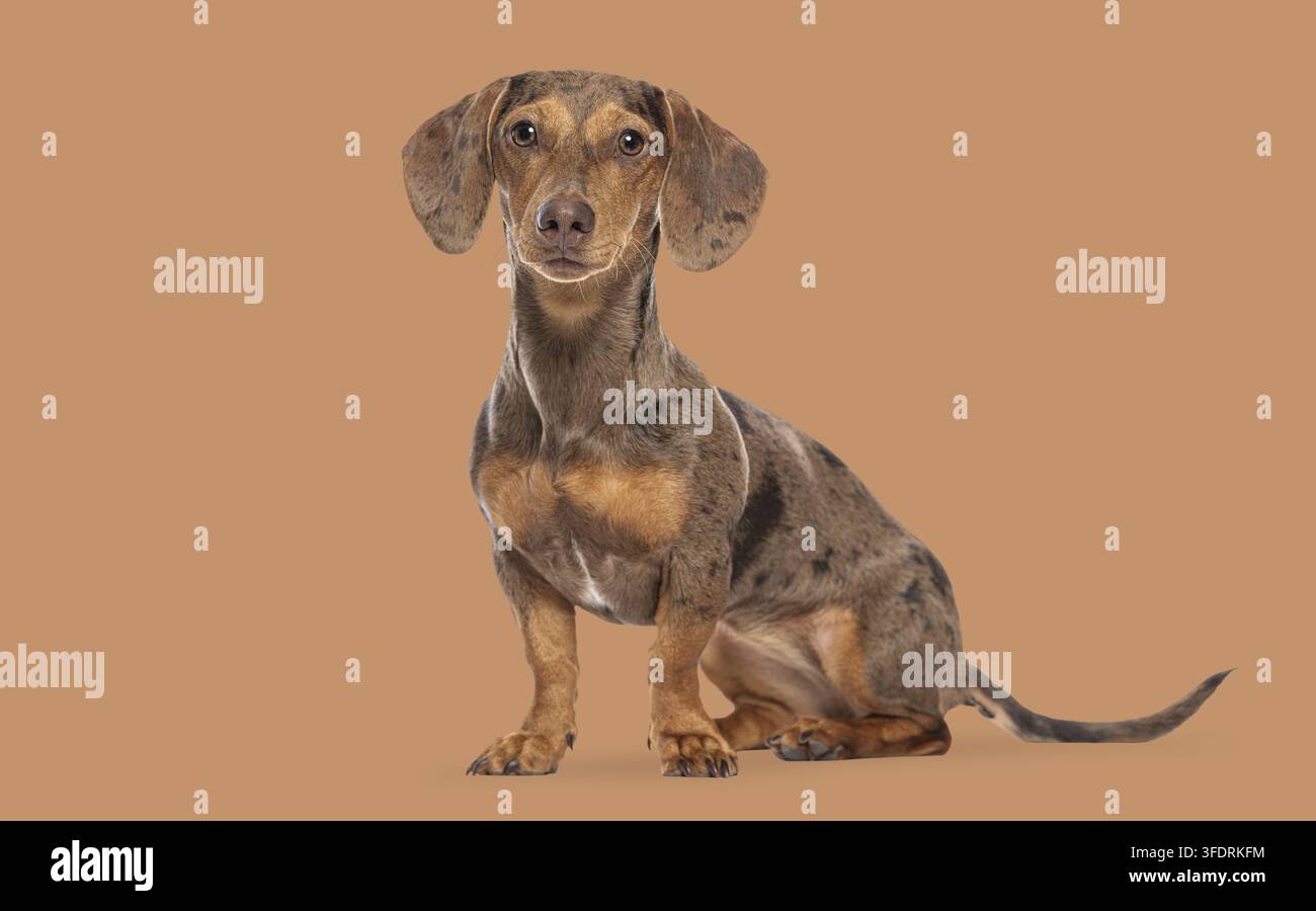 Bassotto maculato seduto su uno sfondo marrone semplice, che guarda in avanti Foto Stock